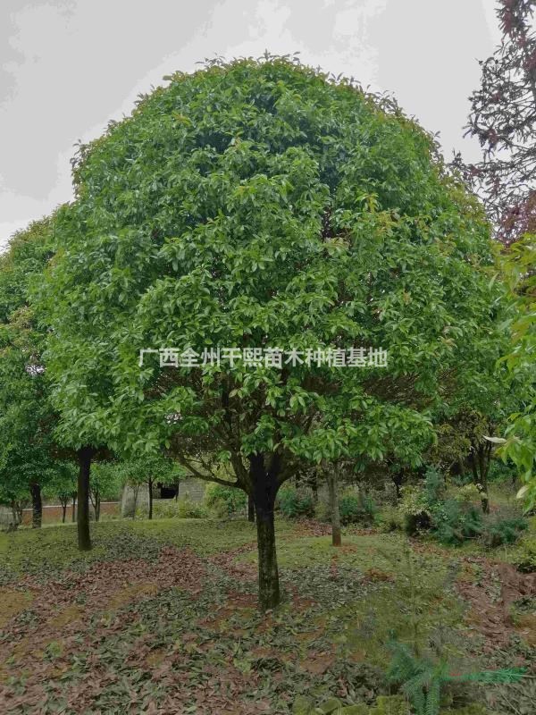桂林桂花樹/廣西15公分桂花樹/