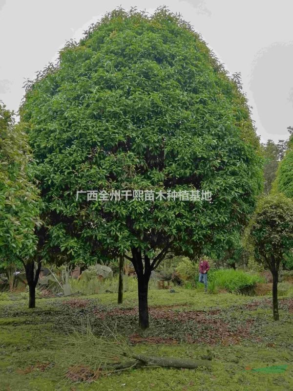 桂林桂花樹/廣西15公分桂花樹/