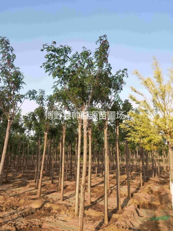 河北香花槐嫁接香花槐河北香花槐大量供應(yīng)價(jià)格便宜質(zhì)量好批發(fā)價(jià)圖
