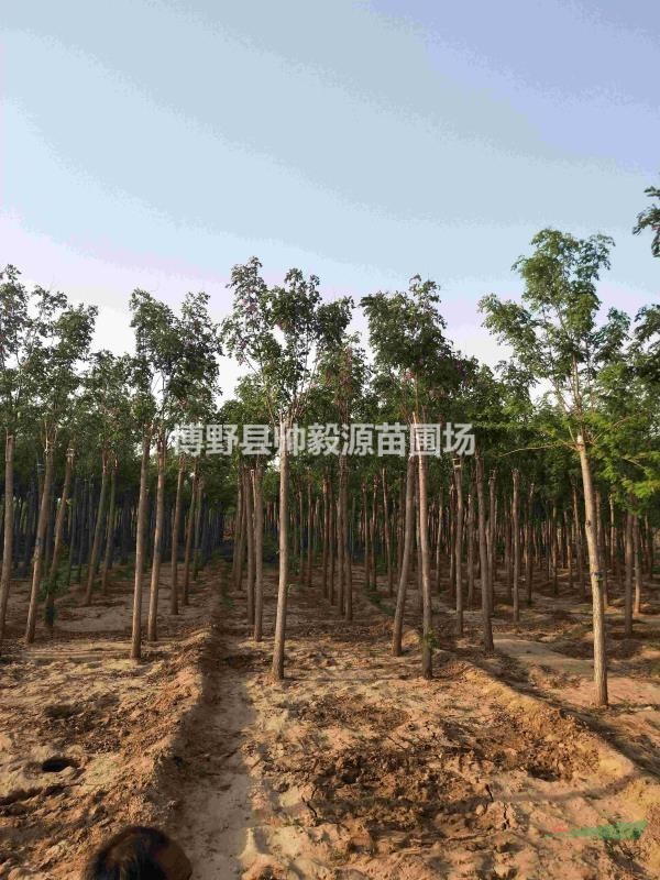 河北香花槐嫁接香花槐河北香花槐大量供應(yīng)價(jià)格便宜質(zhì)量好批發(fā)價(jià)圖