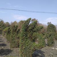 四川造型基地出售小葉女貞造型，小葉女貞花瓶動物造型怎么賣