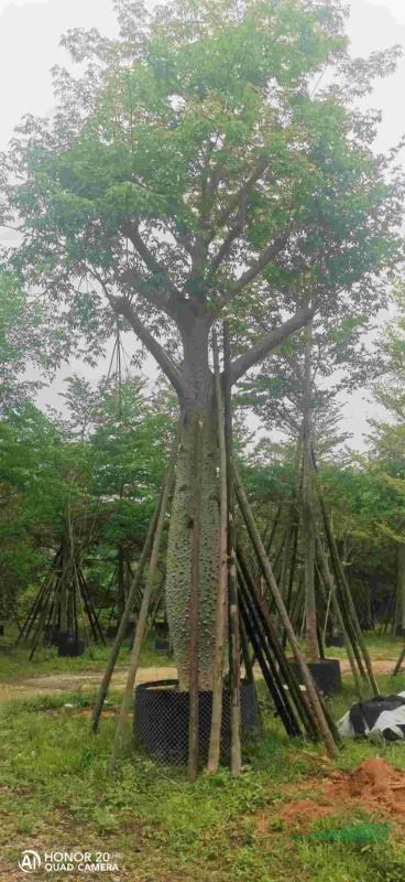 大腹木棉