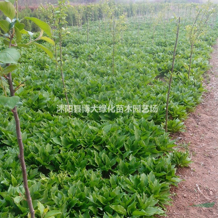 玉簪苗批發供應 玉簪價格 金邊玉簪 基地直銷 量大價低