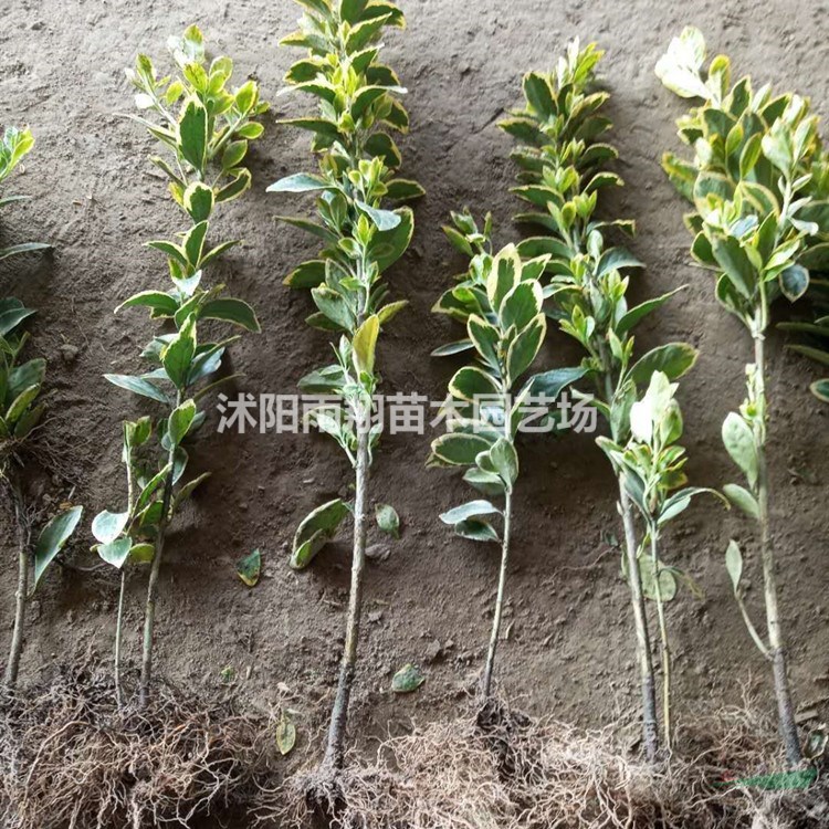 批發(fā)金邊黃楊工程苗40公分至50公分高金邊黃楊基地價(jià)格