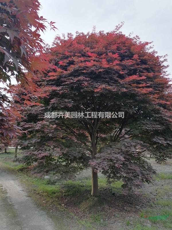 紅楓基地，15-18公分紅楓價格多少錢，成都紅楓