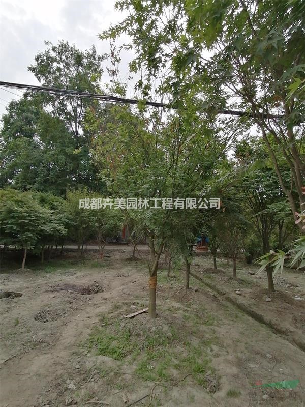 元寶楓基地，元寶楓.8-15公分價(jià)格多少錢，成都元寶楓