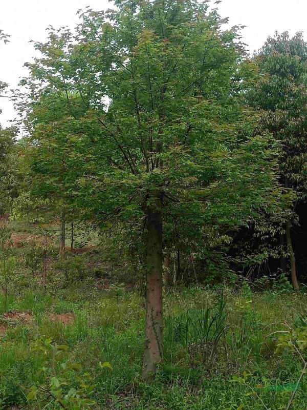 15-18截杆发冒枫香