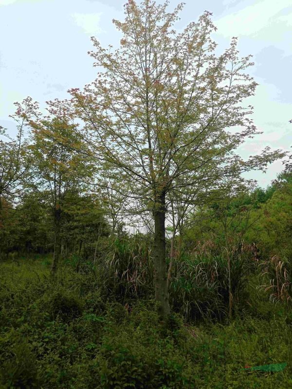 15-18截杆发冒枫香