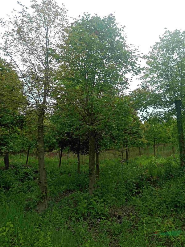 15-18截杆发冒枫香