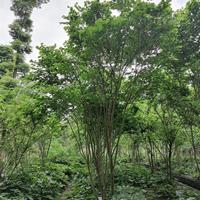 叢生紫荊基地 叢生紫薇巴桿紅高3.5米冠幅2.5米價(jià)格多少錢