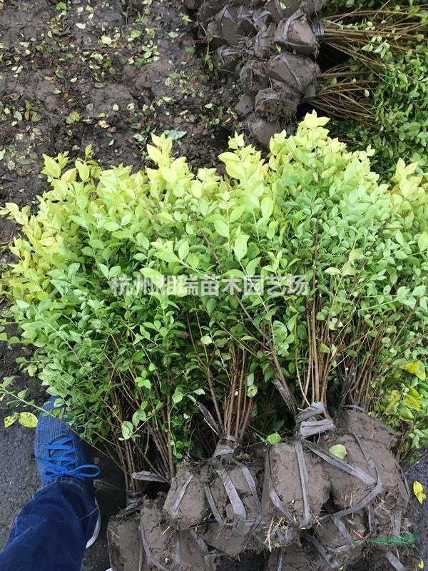 蕭山低價(jià)批發(fā)金葉女貞
