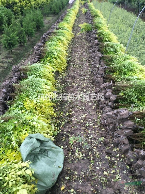 蕭山低價(jià)批發(fā)金葉女貞