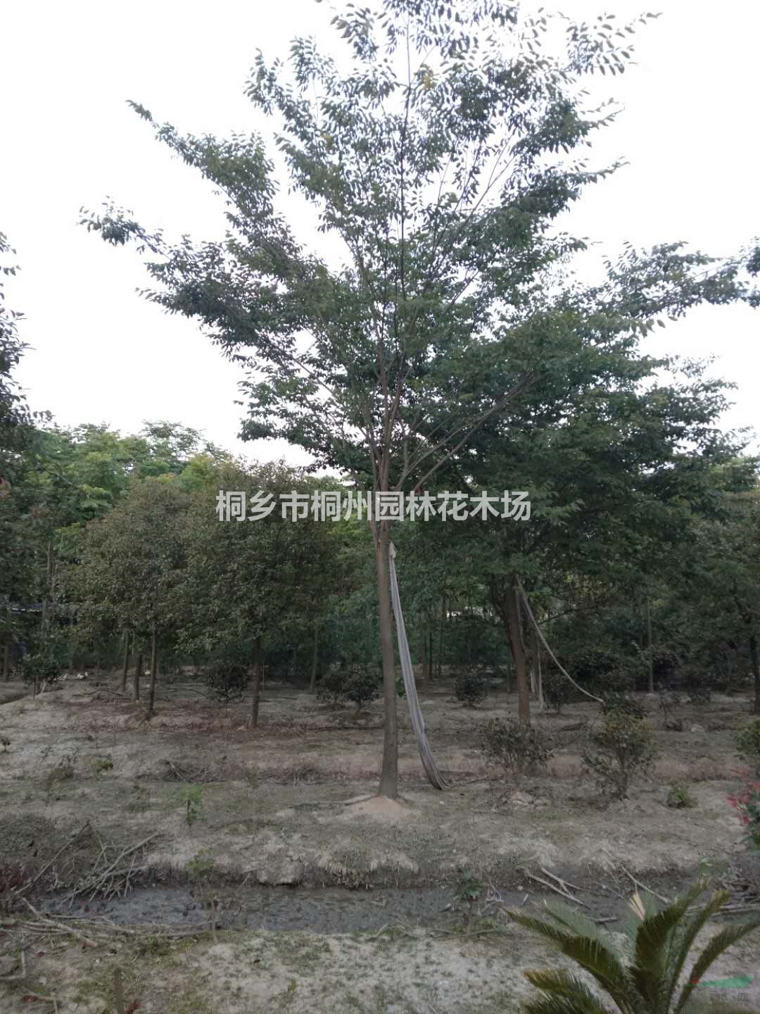 浙江嘉兴地区供应精品榉树