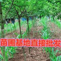 苗圃批發(fā)櫻花樹苗庭院綠化花木工程苗庭院別墅公園觀賞風(fēng)景樹苗