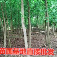 金葉銀杏樹白果樹庭院綠化樹苗植物四季苗圃直銷綠葉