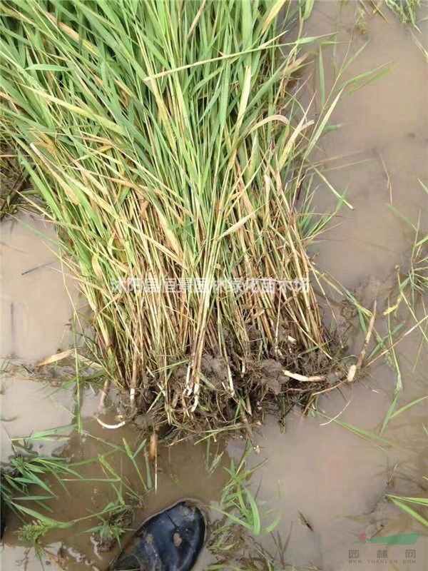 供應(yīng)水生植物花葉蘆葦，又名斑葉蘆竹、彩葉蘆竹