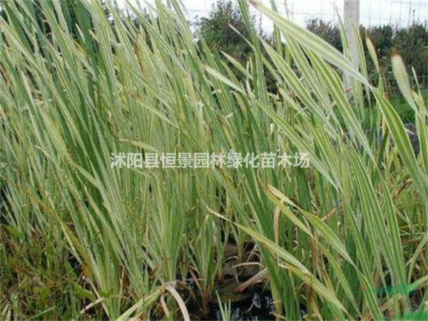 基地供應(yīng)花葉香蒲苗 優(yōu)質(zhì)水生植物花葉香蒲價(jià)格 