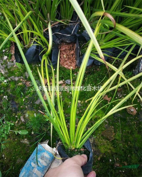 基地供應(yīng)花葉香蒲苗 優(yōu)質(zhì)水生植物花葉香蒲價(jià)格 