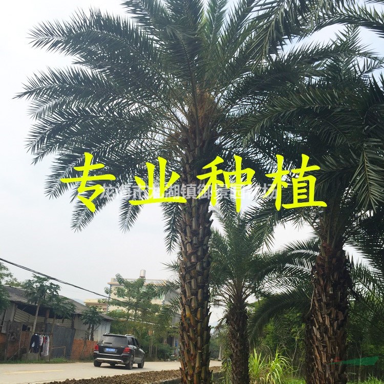  8米中东海枣价格 9米中东海枣价格 10米中东海枣价格