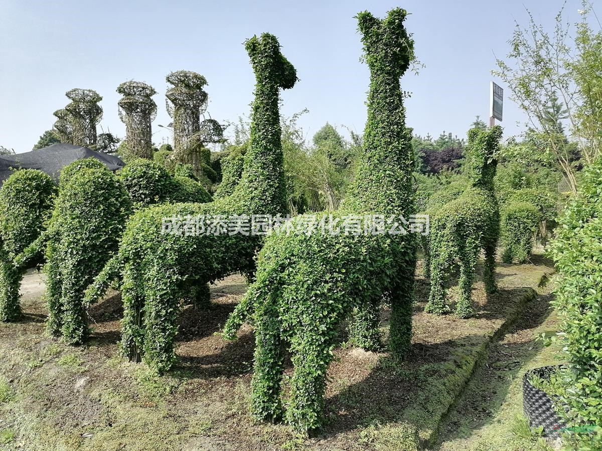 好看的小葉女貞造型  動植物造型出售  小葉女貞造型基地直銷