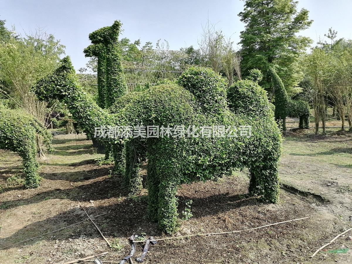 好看的小葉女貞造型  動植物造型出售  小葉女貞造型基地直銷