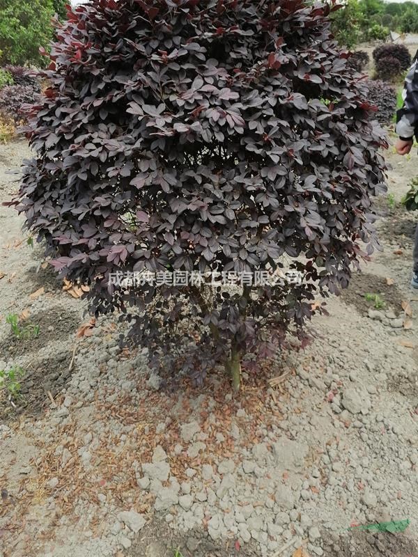 成都貨源紅繼木球 80-120公分紅繼木球 精品紅繼木