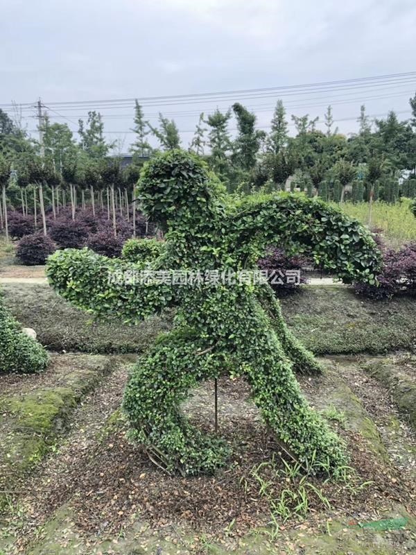 苗圃處理小葉女貞造型 小葉女貞動物造型 十二生肖大處理啦