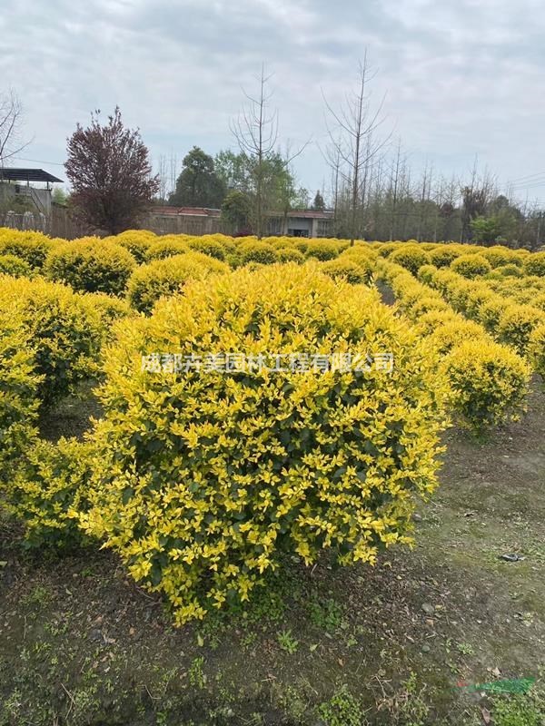 金森女貞球基地 成都最優(yōu)質(zhì)金森女貞 80-120公分金森女貞
