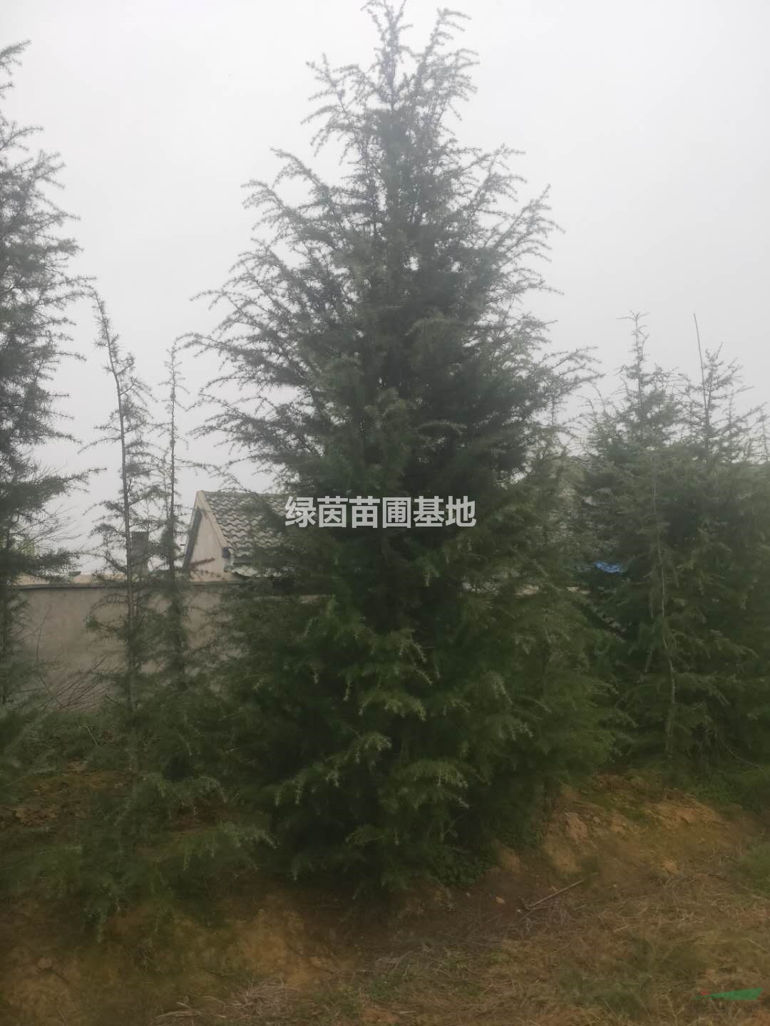南京精品雪松便宜貨源