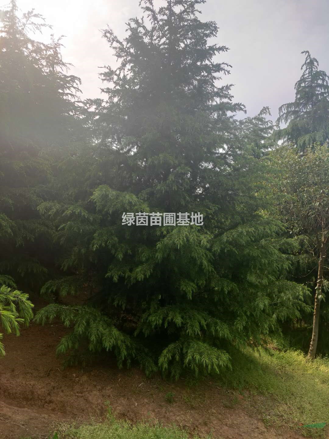 南京精品雪松便宜貨源