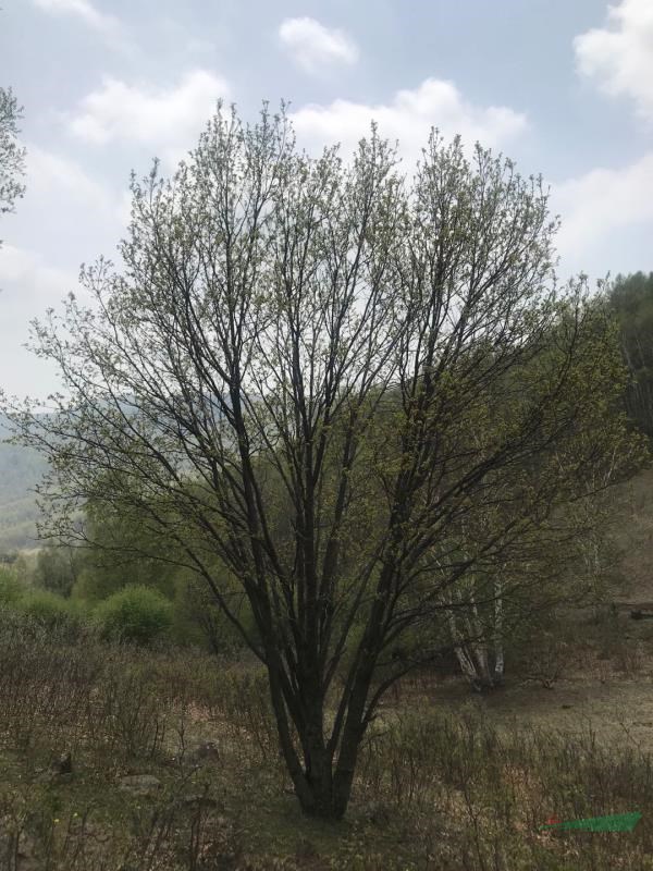 蒙古櫟