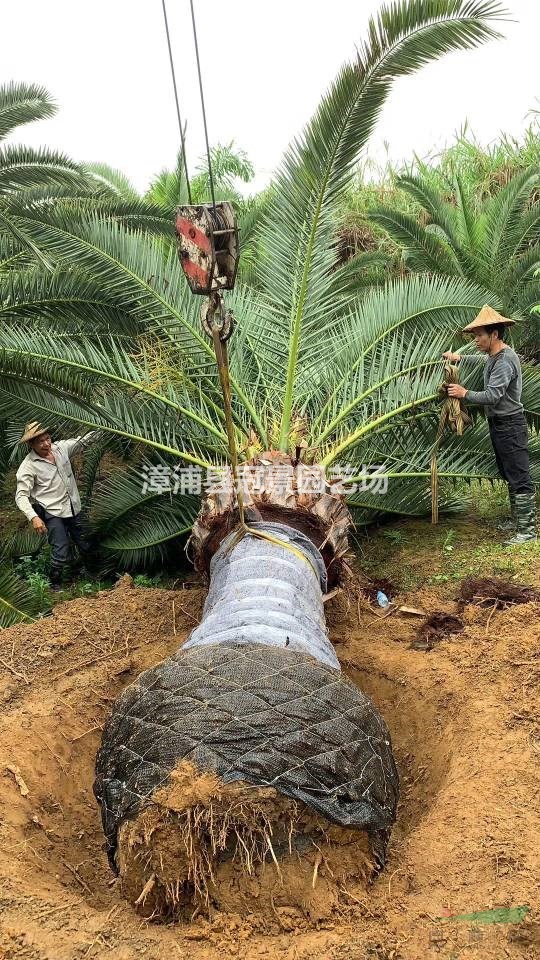 加拿利海棗長葉刺葵 加拿利刺葵