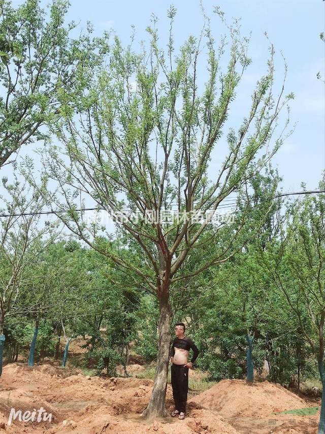 樸樹產(chǎn)地.樸樹圖片