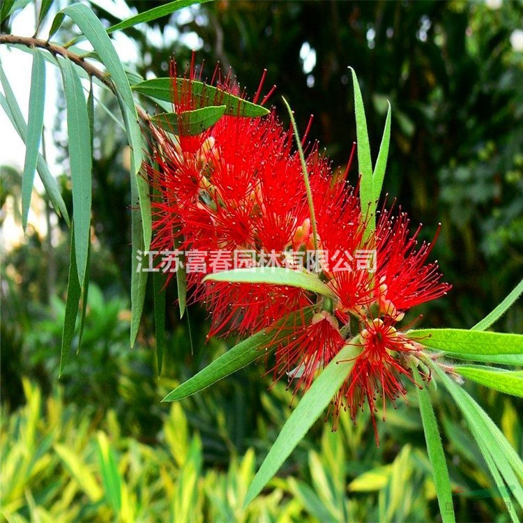 花境植物闊葉紅千層 加侖盆苗 杯苗 袋苗 大桶苗 產(chǎn)地直銷