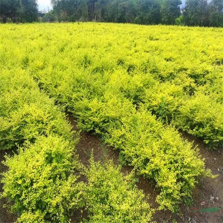 花境植物亮金女貞球型棒棒糖型杯苗 袋苗 大桶苗 苗圃價(jià)格