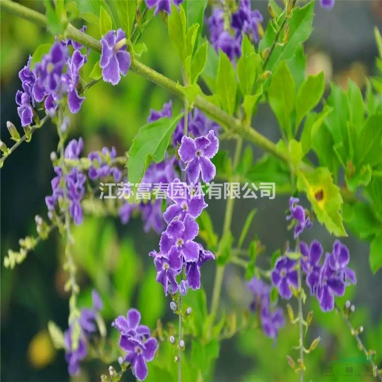 花境植物墨西哥鼠尾草加侖盆苗 杯苗 袋苗 大桶苗 產(chǎn)地批發(fā)