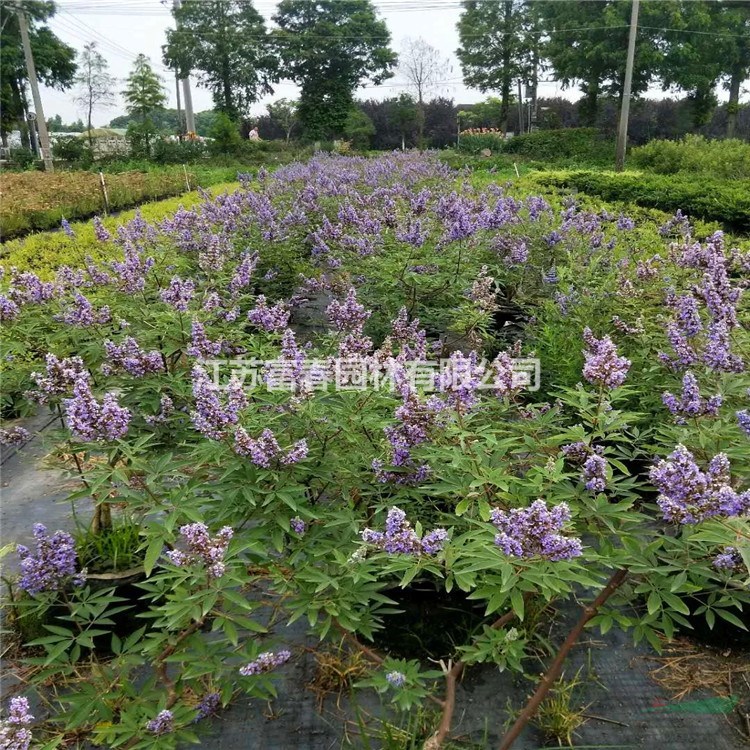 花境植物 穗花牡荊加侖盆苗 杯苗 袋苗 大桶苗 產(chǎn)地批發(fā) 