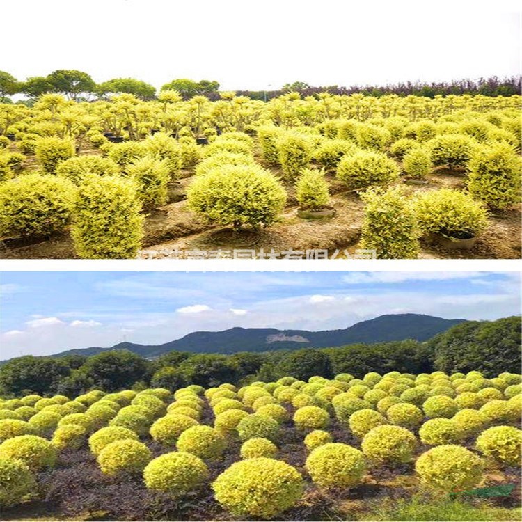 花境植物金姬小蠟球加侖盆苗 杯苗 袋苗大桶苗 產(chǎn)地批發(fā) 價格