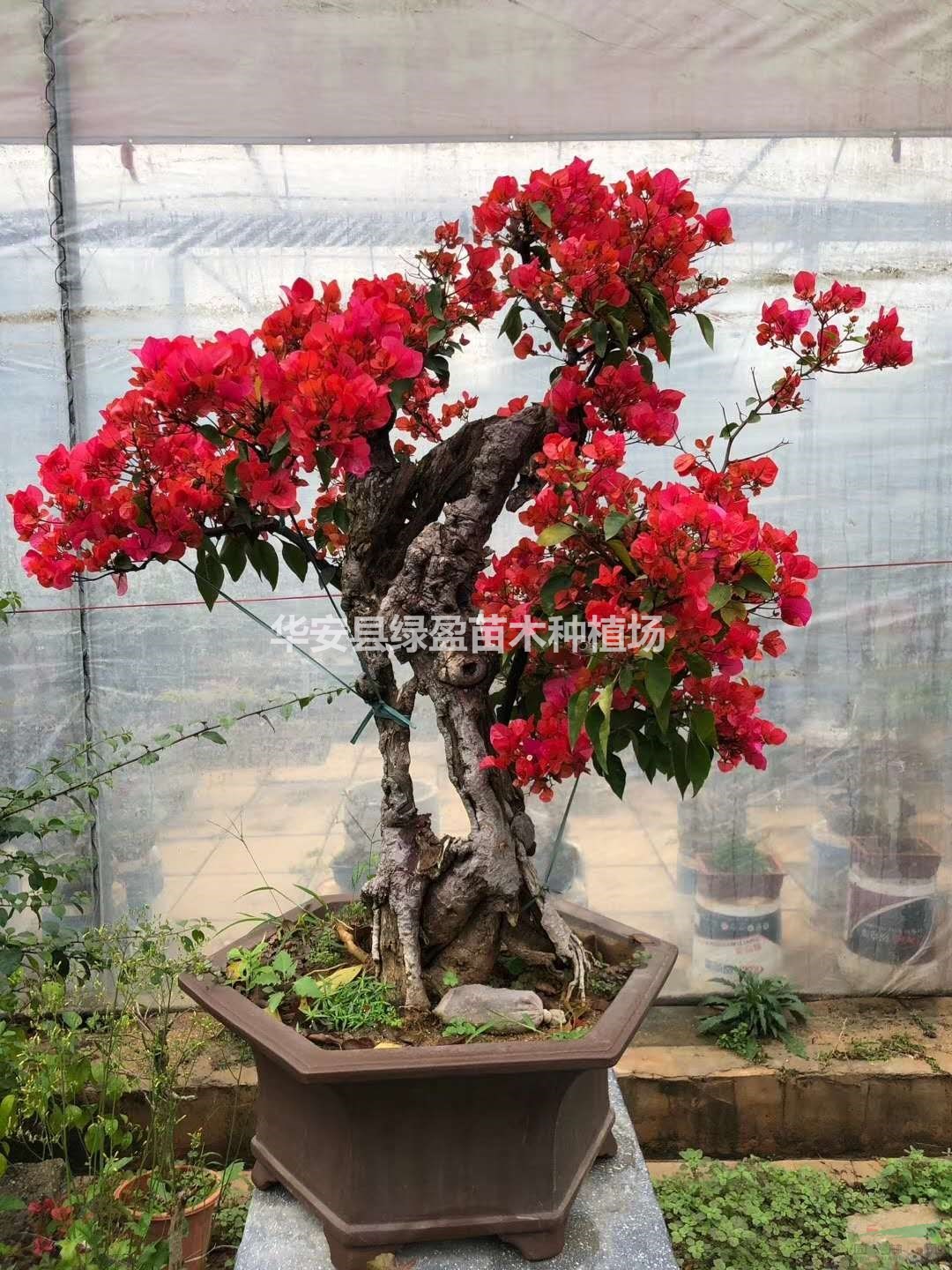 福建盆景造型三角梅.小紅盆三角梅.多色三角梅.小苗三角梅