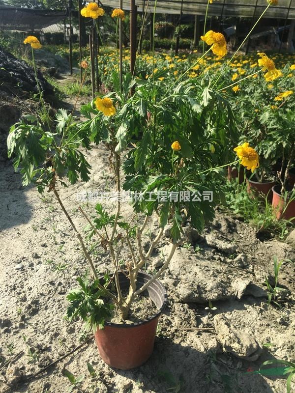 木春菊基地 供應(yīng)20-50公分木春菊 成都貨源