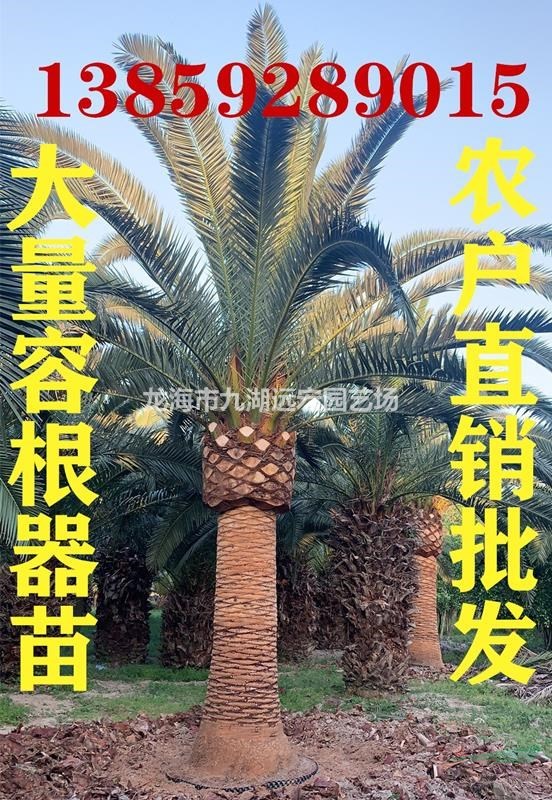 大量榮根器加拿利海棗批發(fā)