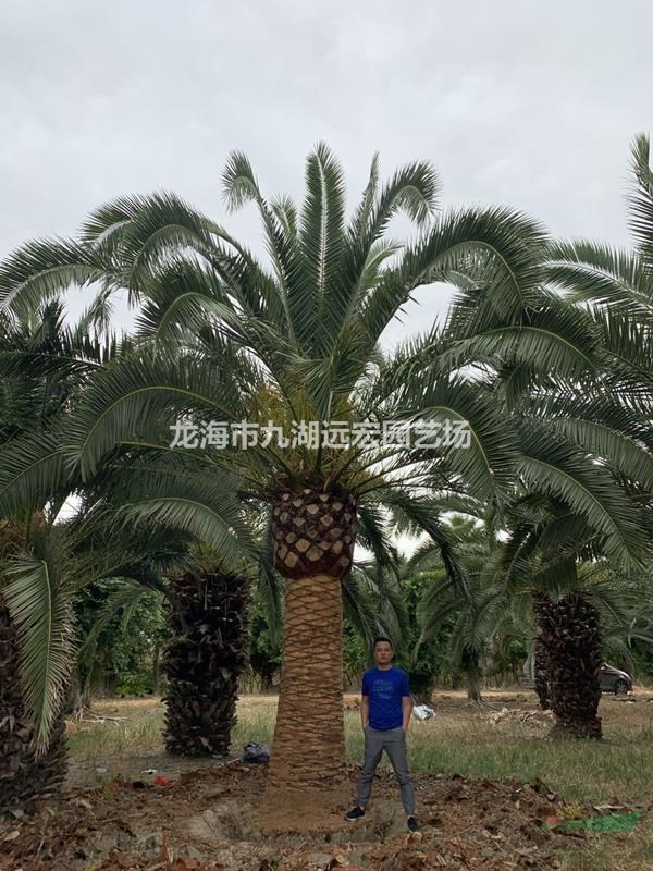 大量榮根器加拿利海棗批發(fā)