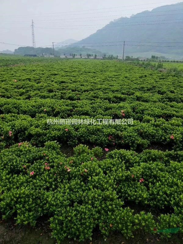 杭州大量供應(yīng)夏鵑毛球