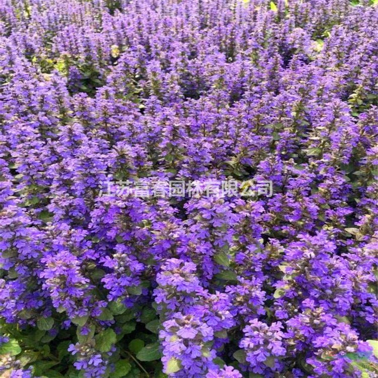 花境植物 多花筋骨草加侖盆苗 杯苗 袋苗 大桶苗 產(chǎn)地批發(fā)