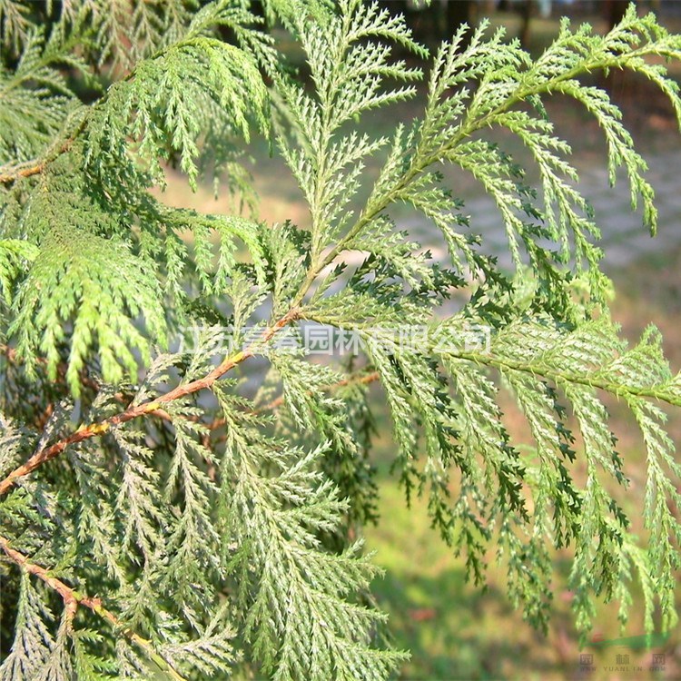 花境植物藍(lán)色波爾瓦日本花柏 加侖盆苗 杯苗 袋苗 大桶苗