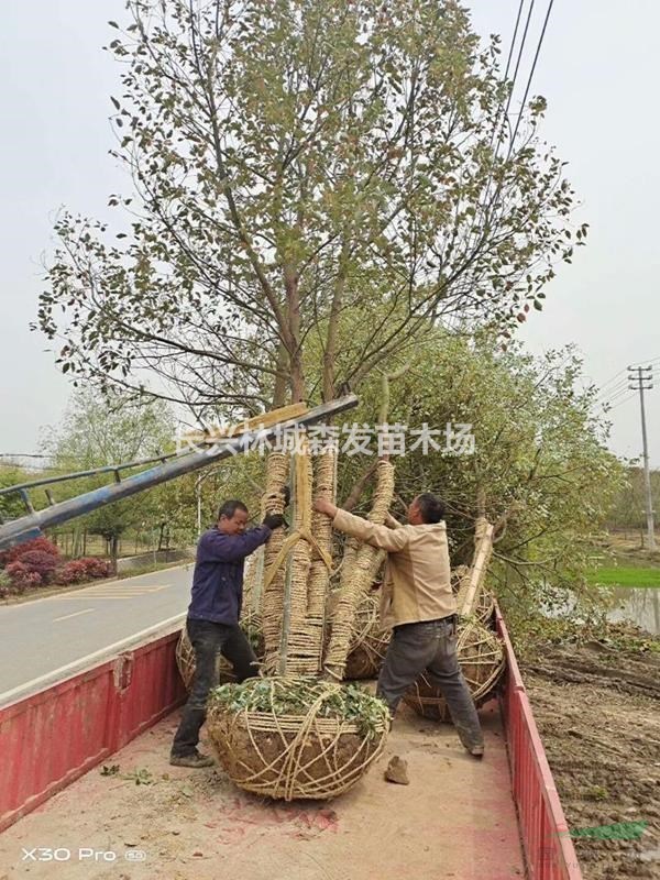 大小規(guī)格精品叢生香樟