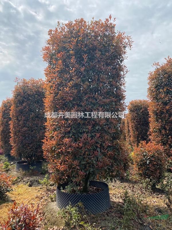 成都紅葉石楠基地 供應(yīng)400-500公分紅葉石楠柱