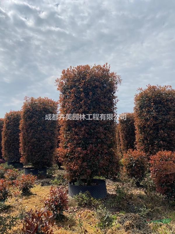 成都紅葉石楠基地 供應(yīng)400-500公分紅葉石楠柱