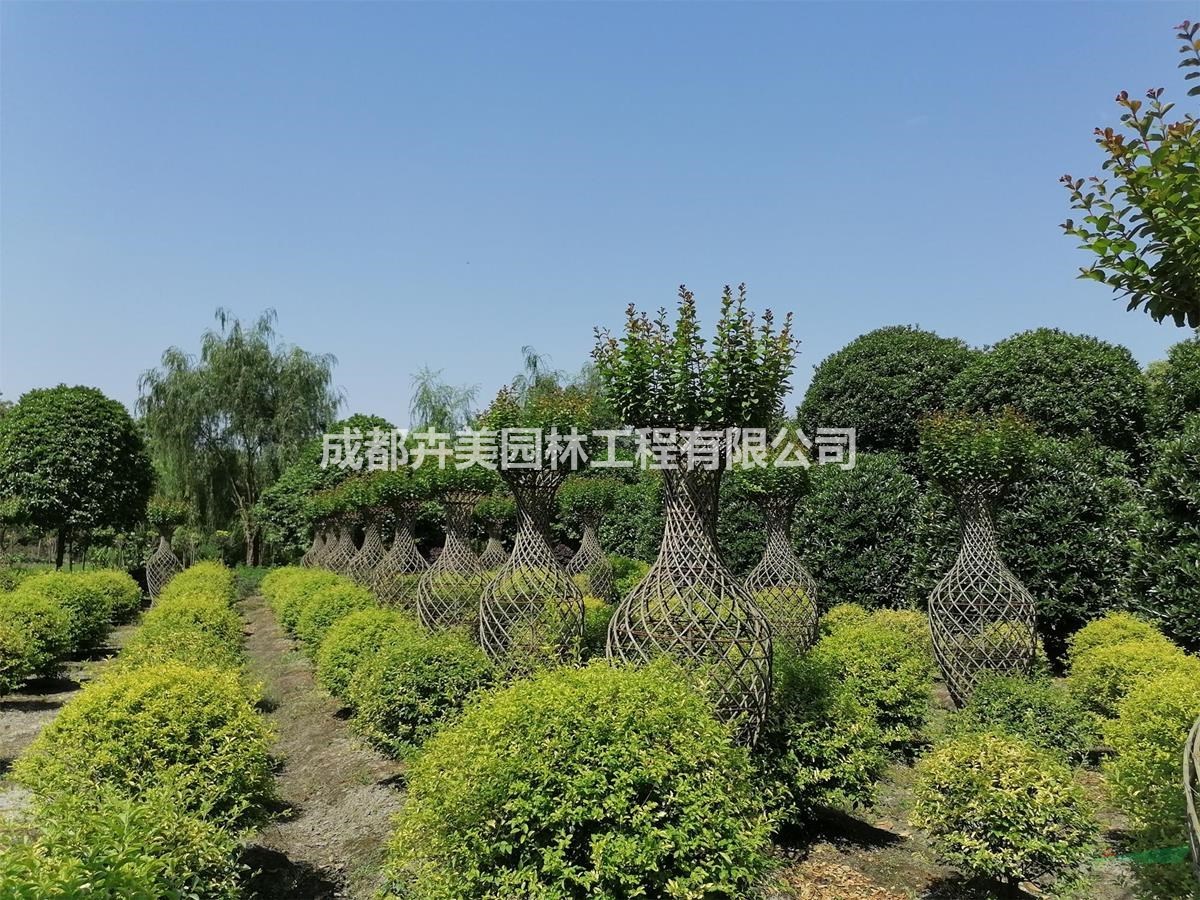 紫薇花瓶造型，成都公園造型供應(yīng)，1.5-2.5米紫薇花瓶