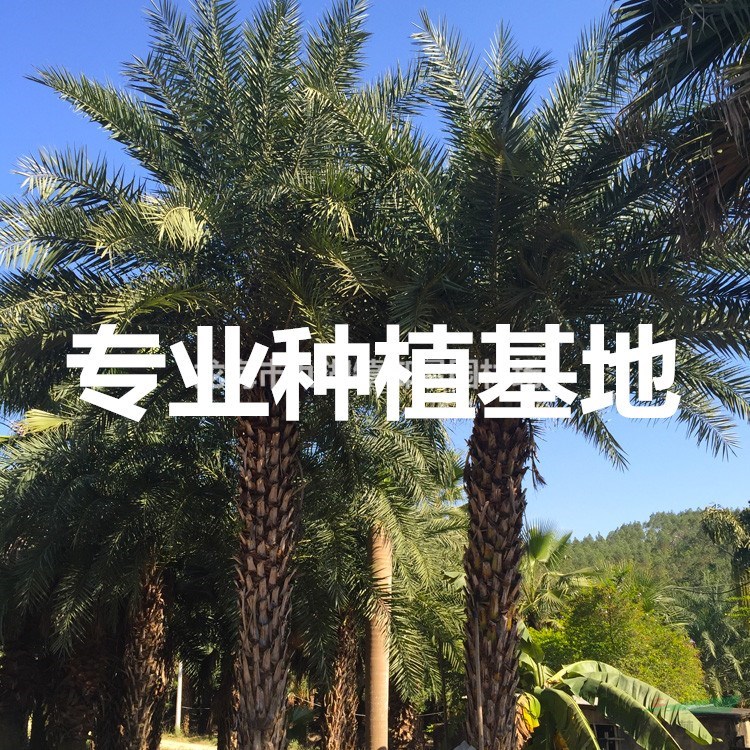 5米银海枣树价格 6米银海枣树价格 7米银海枣树价格